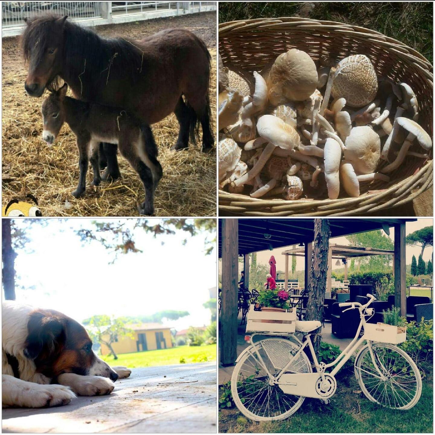 La Fattoria Di Tirrenia Aparthotel Buitenkant foto