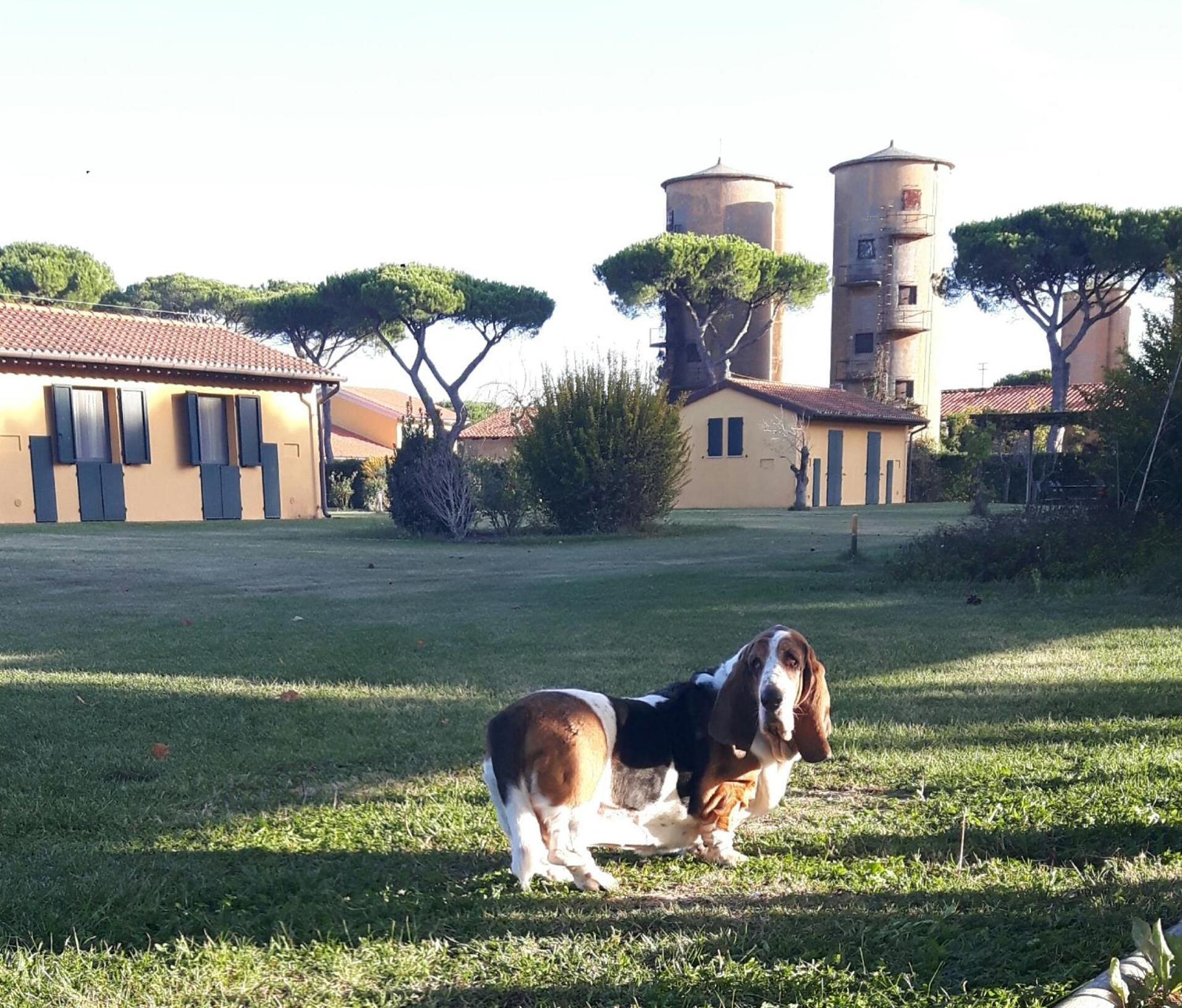 La Fattoria Di Tirrenia Aparthotel Buitenkant foto