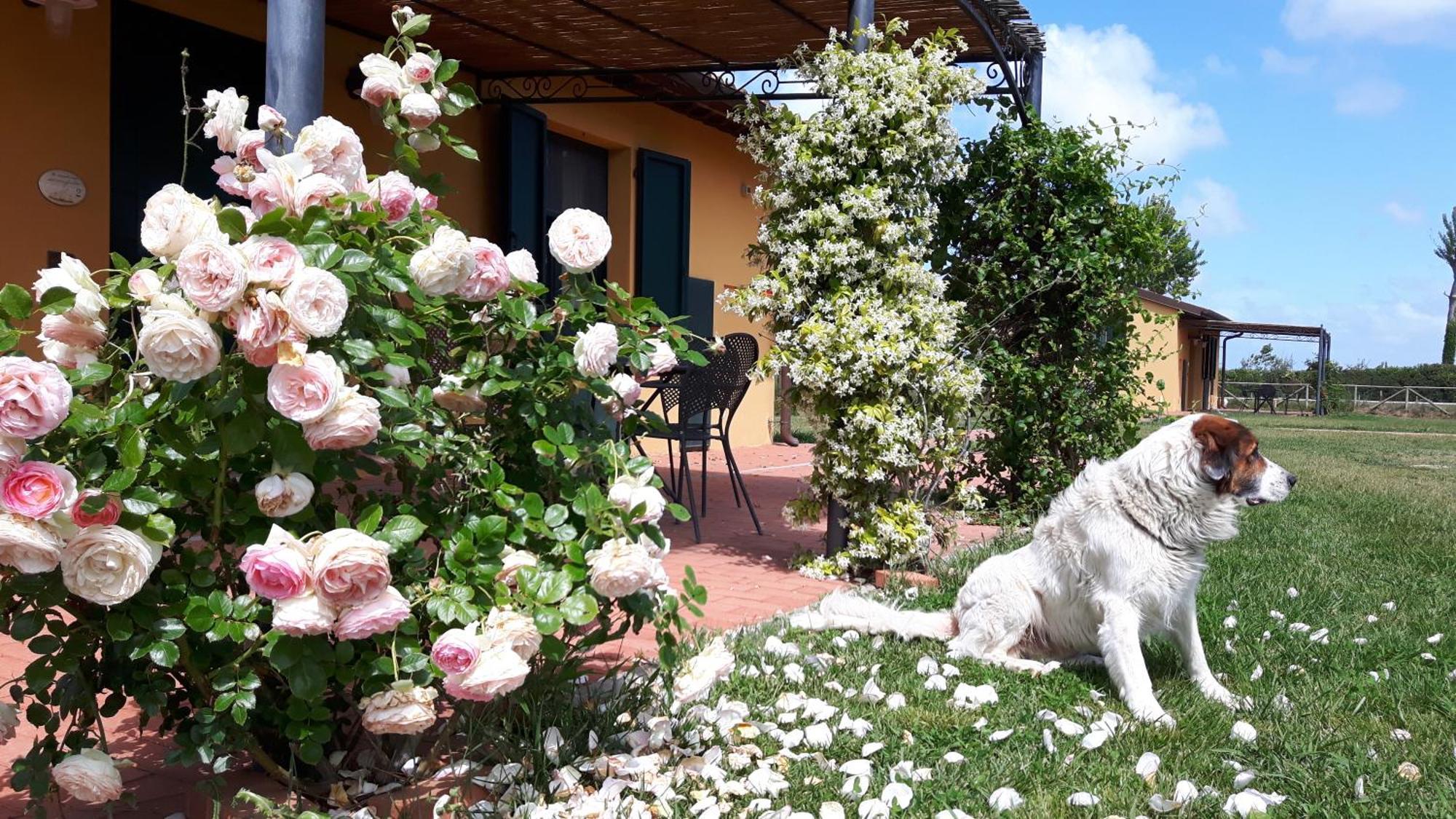 La Fattoria Di Tirrenia Aparthotel Buitenkant foto